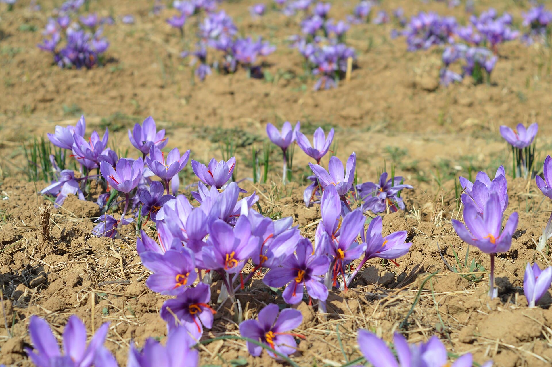 Purple saffron crocus flowers with orange stigmas in close-up, blooming across a ploughed Pampore field