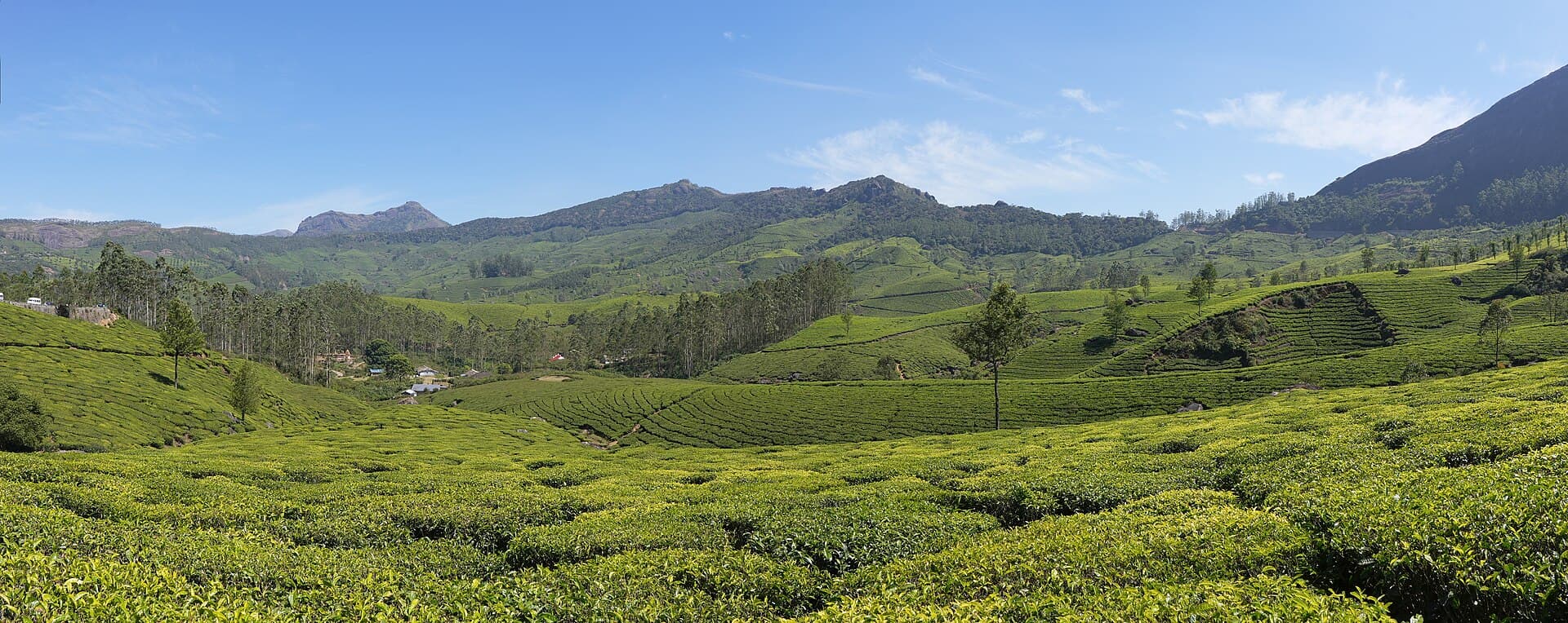 Rolling contours of the Lockhart tea plantation at Munnar, bright green tea bushes rising toward forested Western Ghats ridges