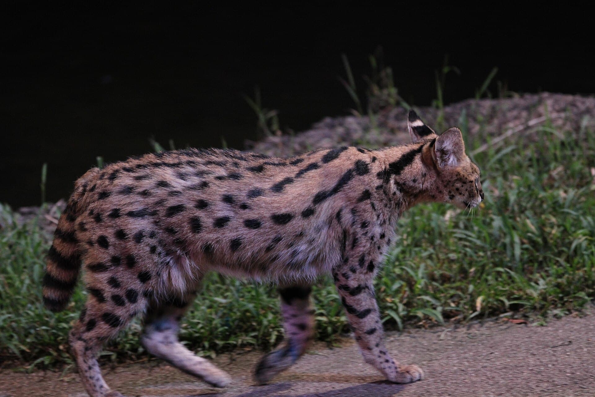 A spotted serval cat prowling along a path at Singapore's Night Safari, illuminated against the dark surroundings